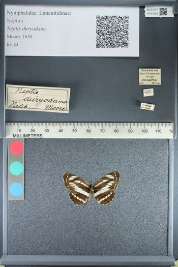 Media type: image;   Entomology 161933